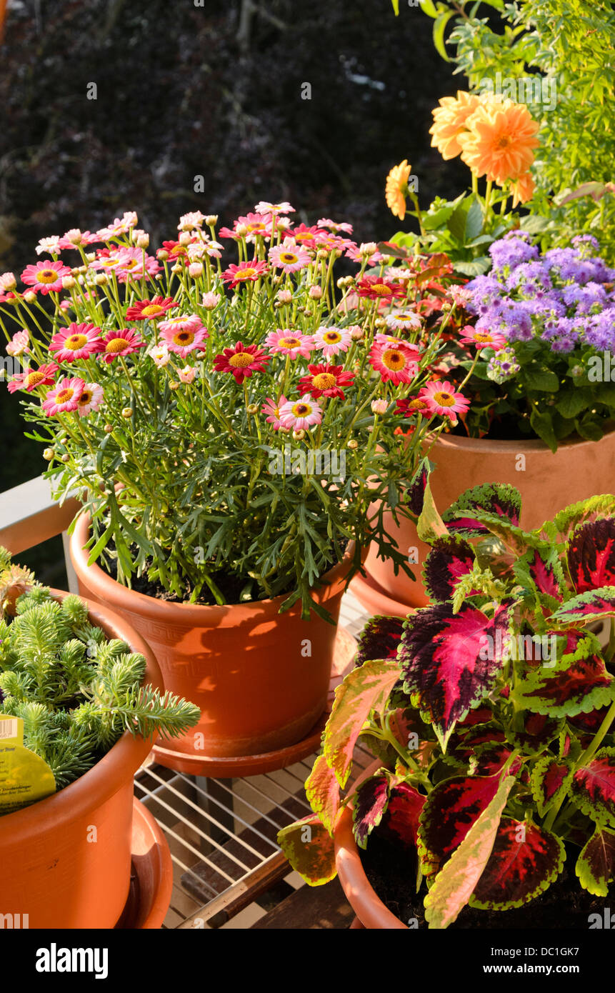 Marguerite (Argyranthemum frutescens 'Madeira Deep Rose') and coleus (Solenostemon scutellarioides syn. Coleus blumei) Stock Photo