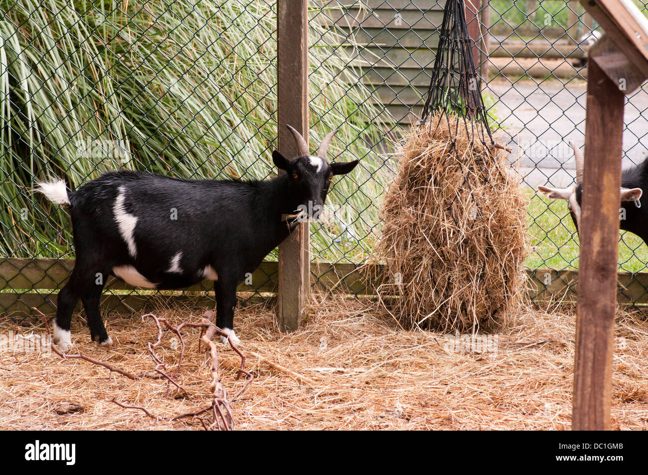 Goats In captivity eating Straw Stock Photo Alamy