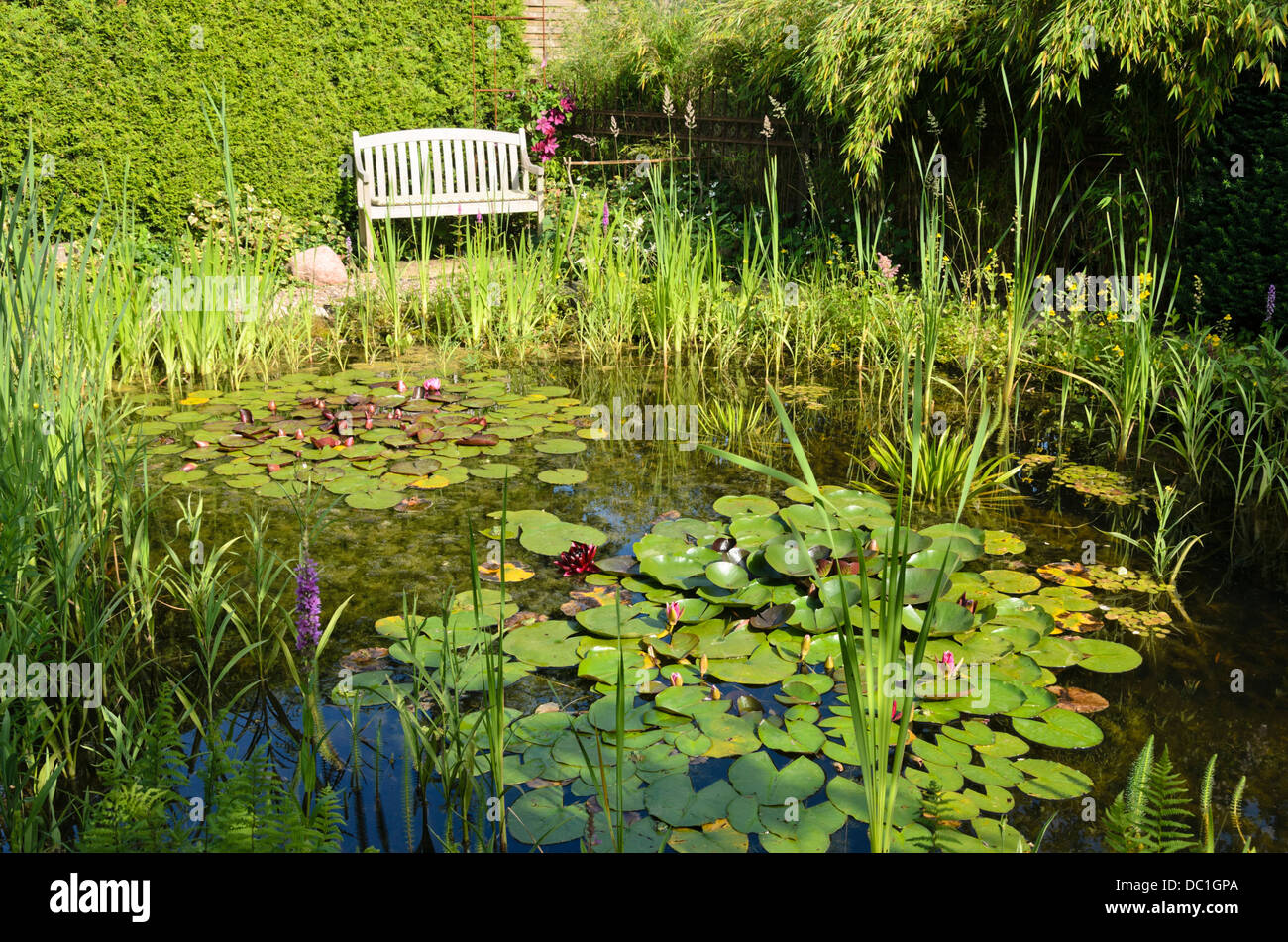 Water lilies (Nymphaea) on a garden pond. Design: Marianne and Detlef Lüdke Stock Photo