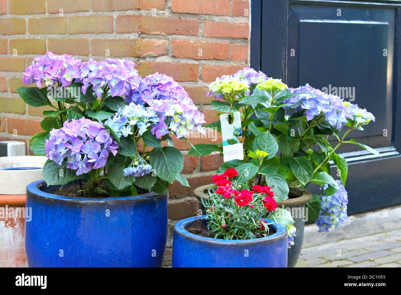 Pots of flowers near the flower shop in Gorinchem, Netherlands Stock