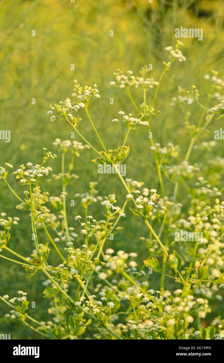 Celeriac (Apium graveolens) Stock Photo