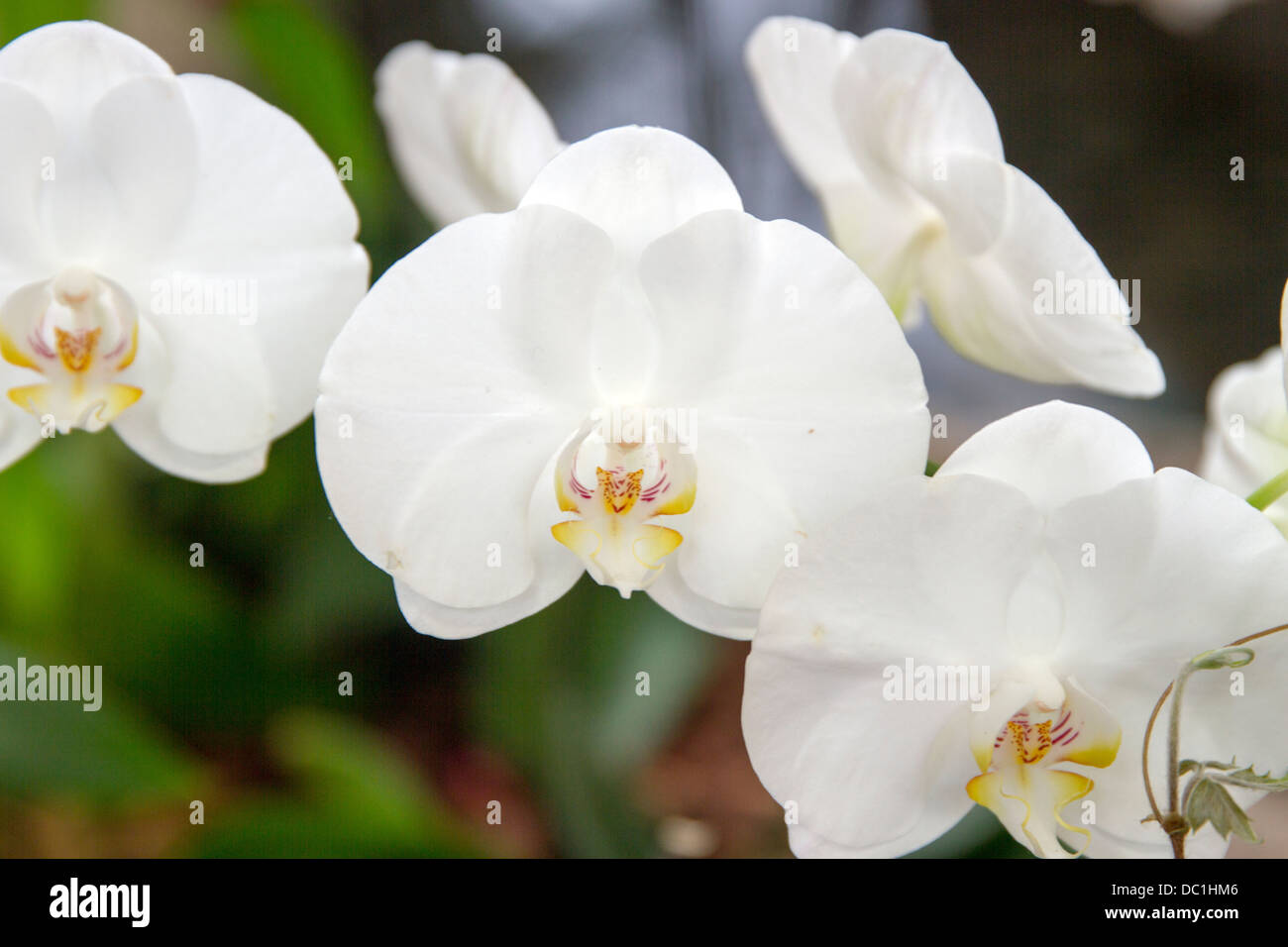 White orchid Stock Photo