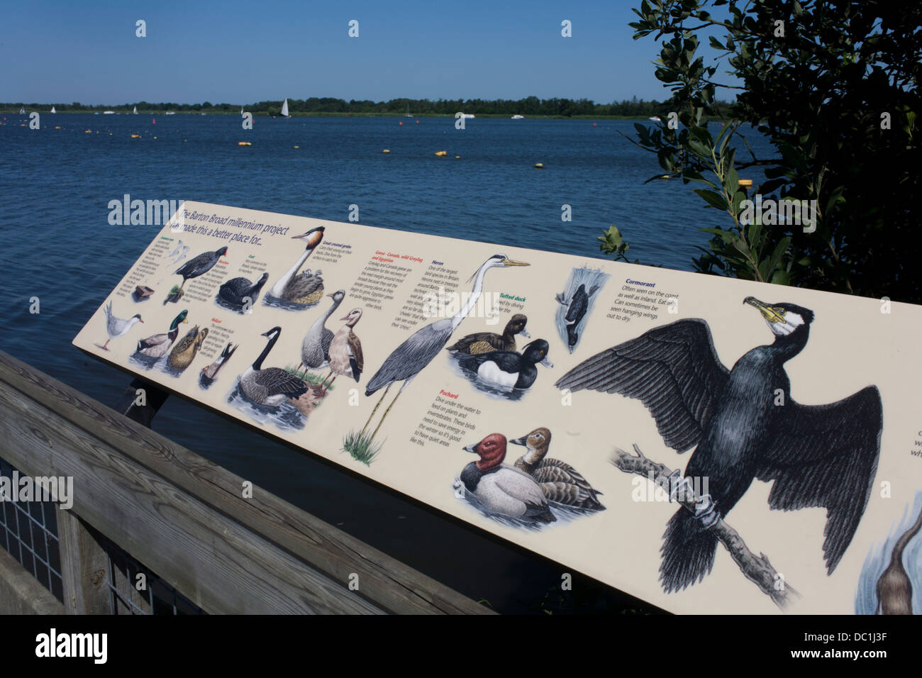 Examples of bird wildlife to be found after the extensive conservation  project at Barton Broad in the Norfolk Broads (more caption in Description  Stock Photo - Alamy