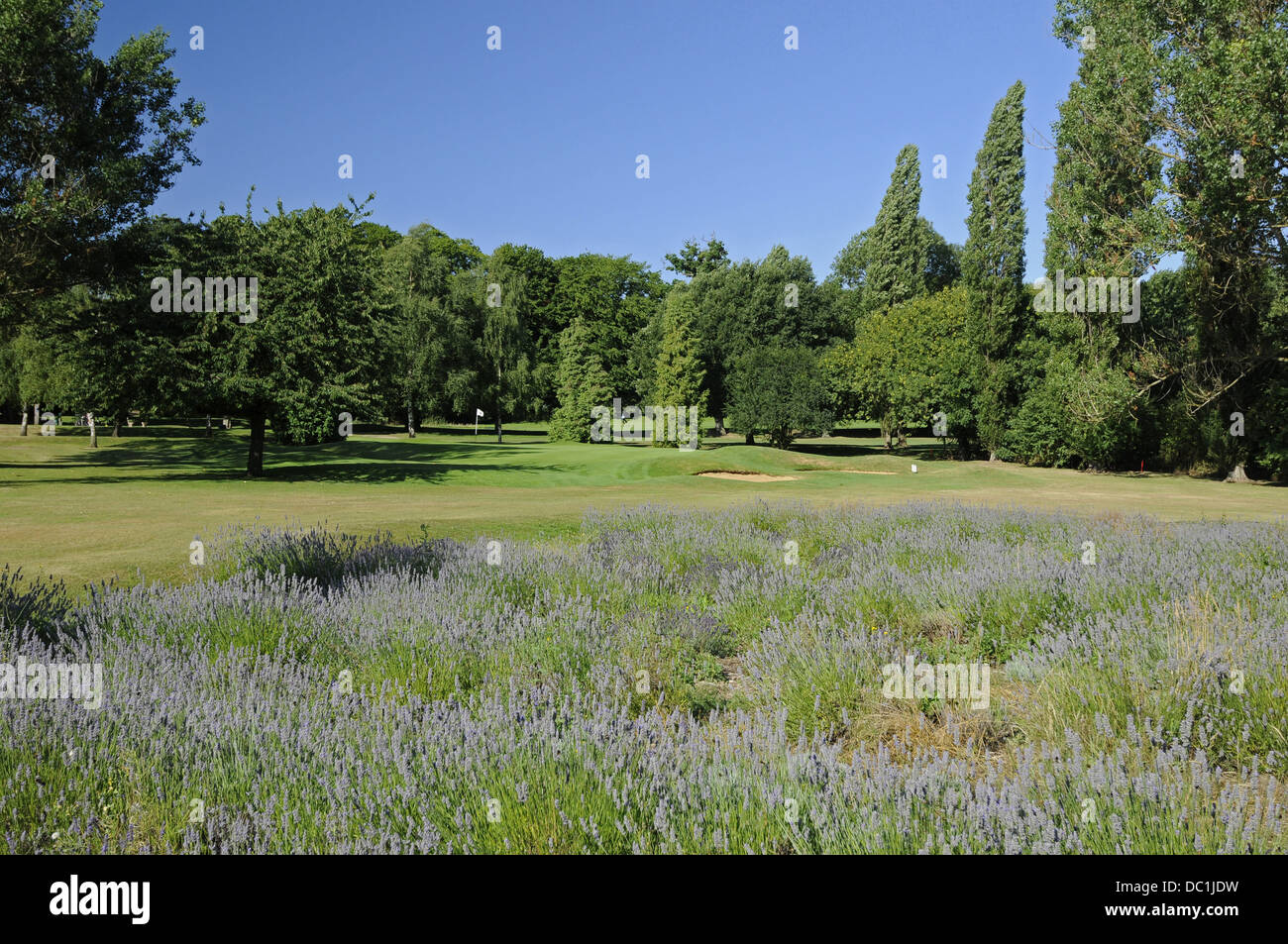 Lavender on Sundridge Park Golf Course Bromley Kent England Stock Photo