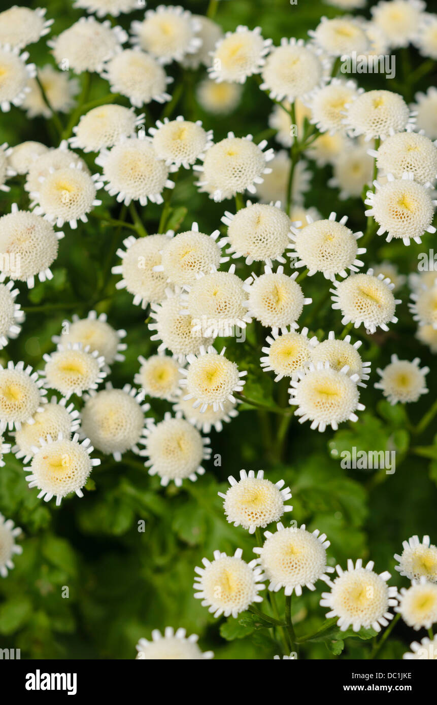 Feverfew (Tanacetum parthenium 'Selma Stern') Stock Photo