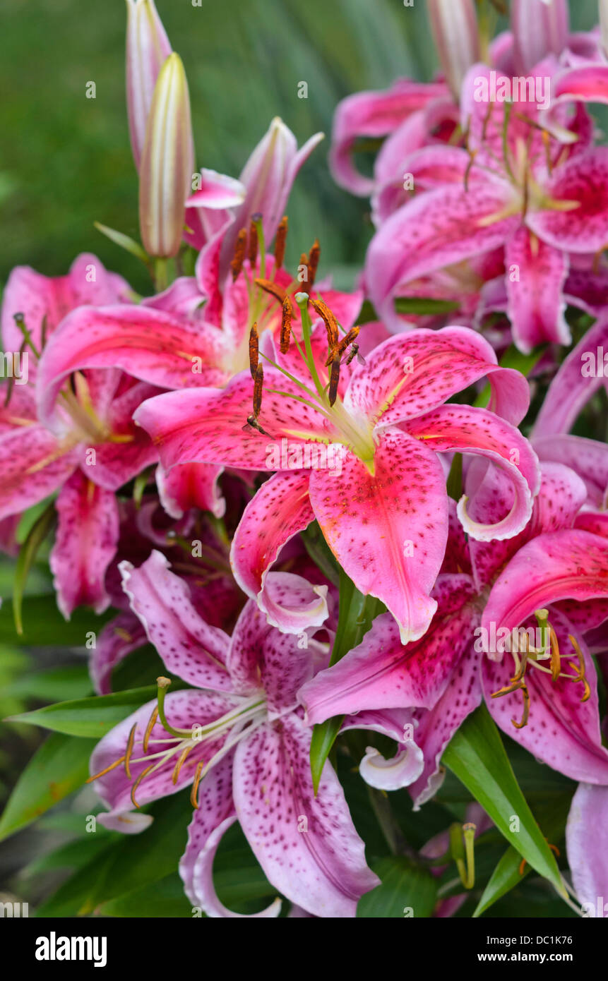 Tiger lily (Lilium lancifolium 'Stargazer' syn. Lilium tigrinum