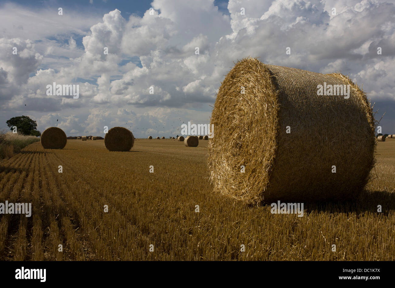 Large round bales of hay drying in summer sun after the harvest near ...