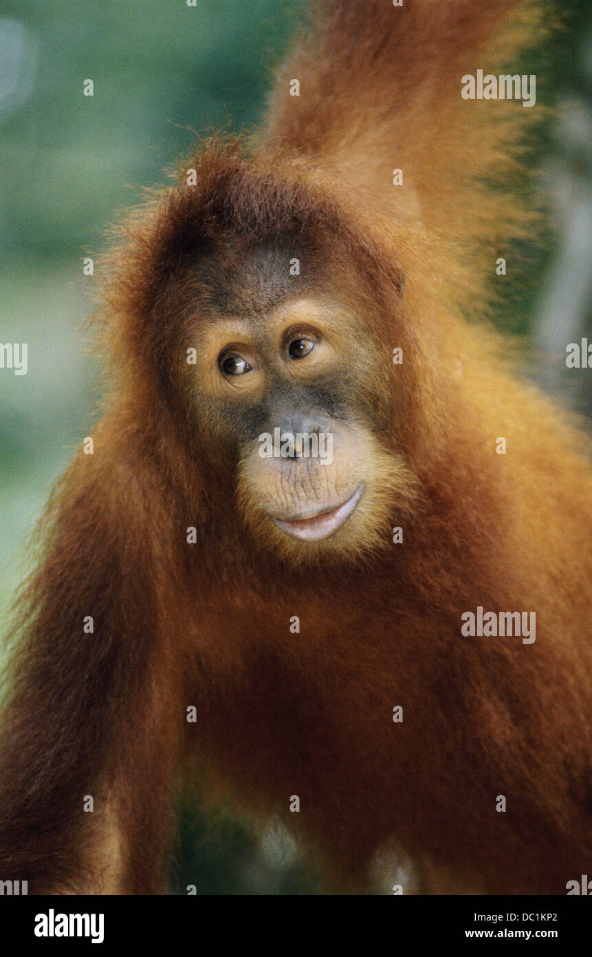 Orangutan (Pongo pygmaeus). Borneo Stock Photo Alamy