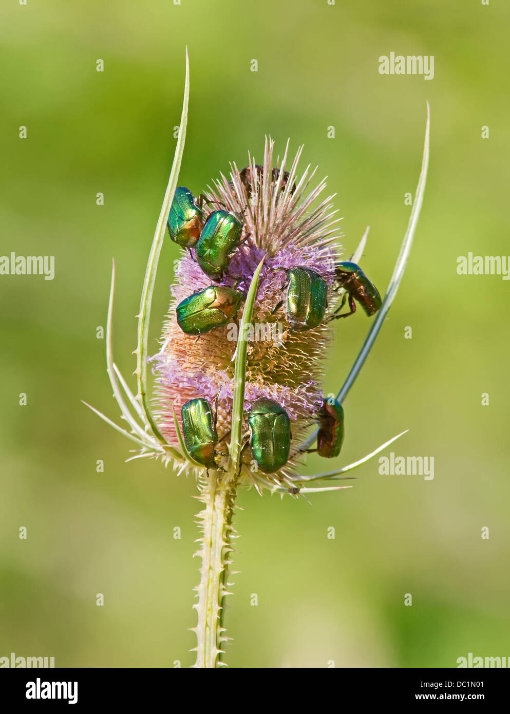 A bunch of Green June Bugs (Cotinus nitida) on a flower Stock Photo