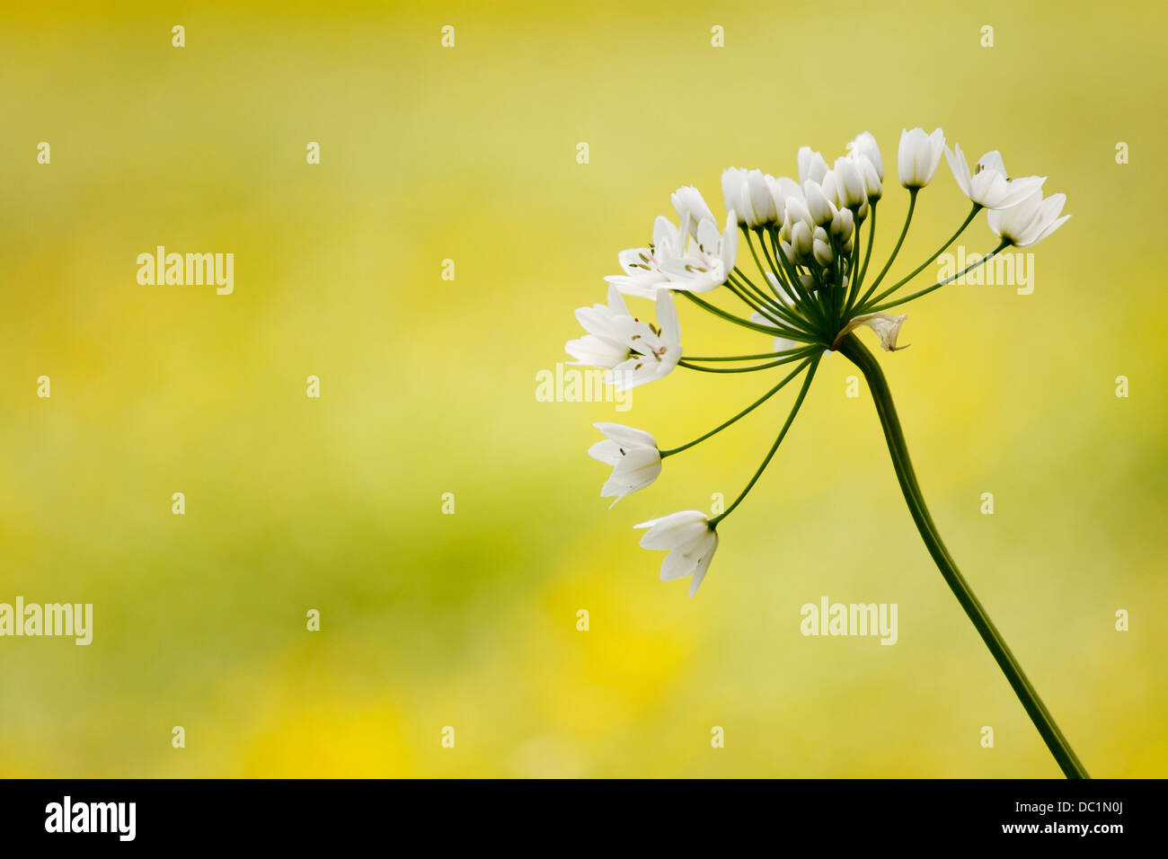 A beautiful close-up of a white allium flower on a yellow and green background. Stock Photo