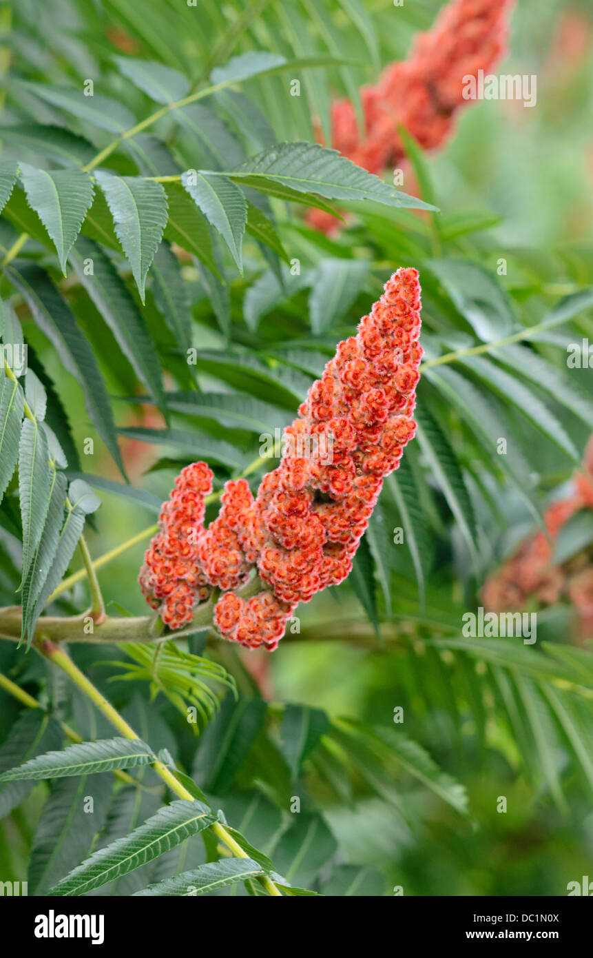 Stag's horn sumach (Rhus hirta syn. Rhus typhina) Stock Photo