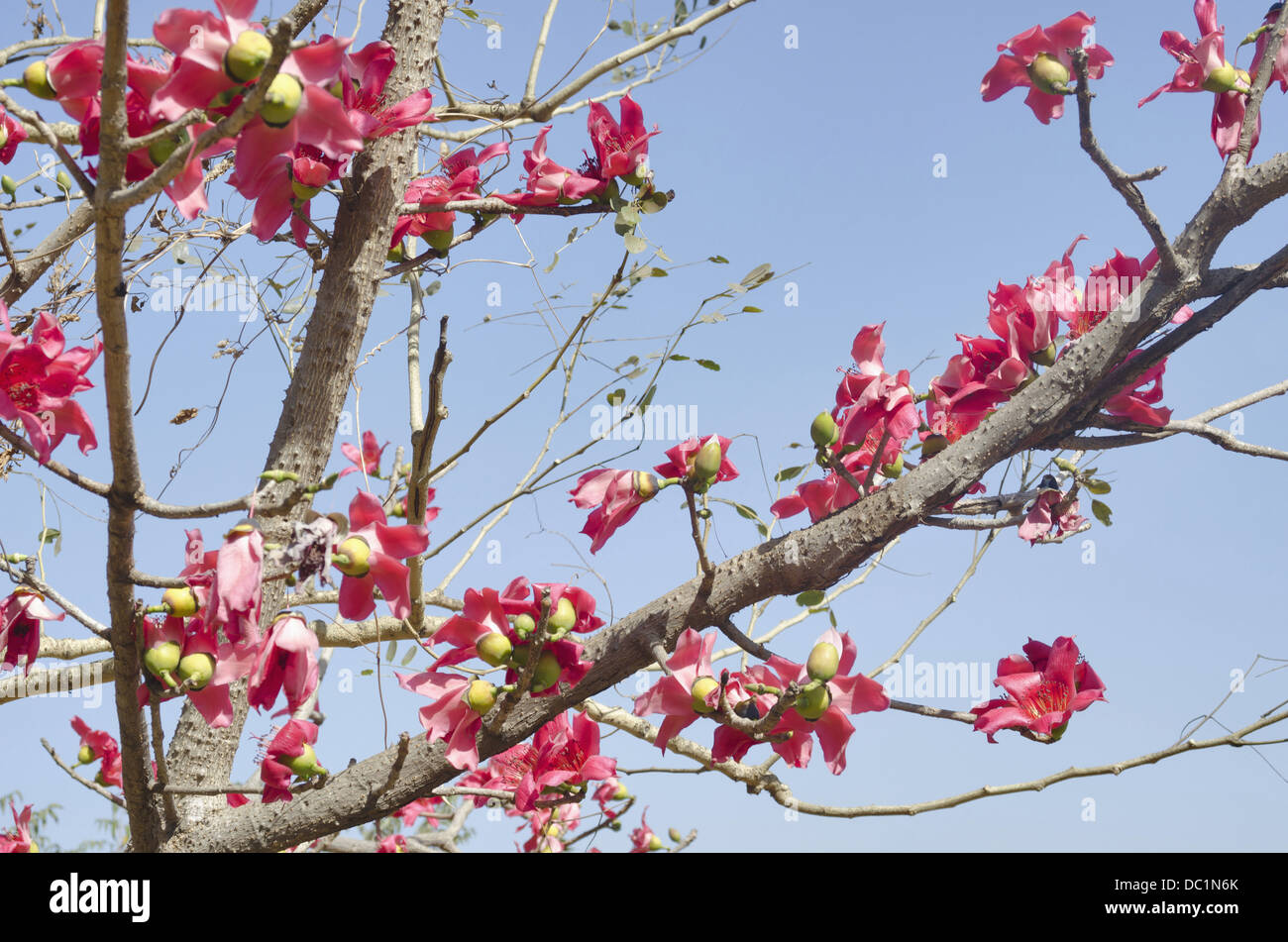 View of a tree with Pink flowers, Pune, Maharashtra, India Stock Photo