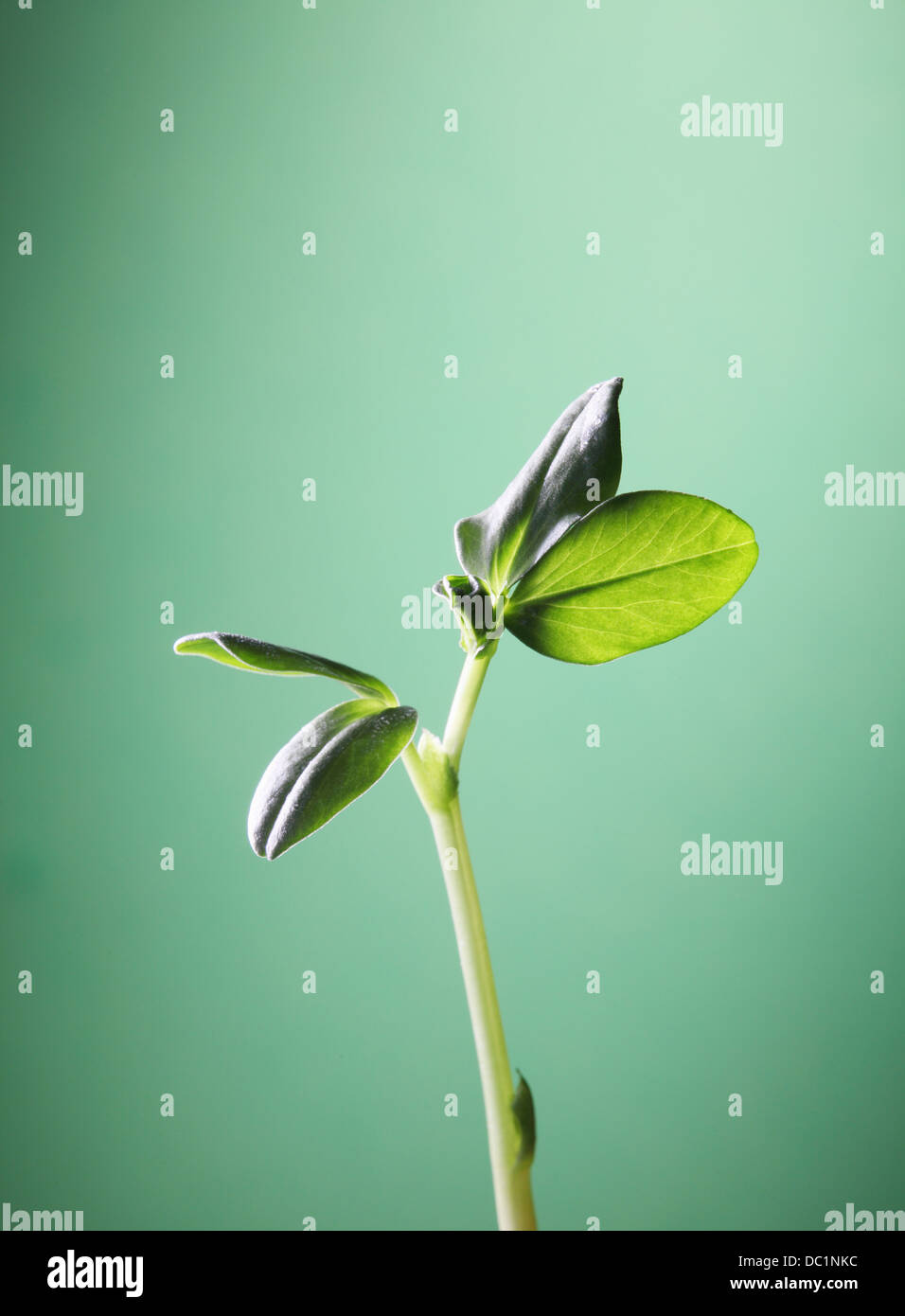 Close up of young broad bean plant Stock Photo - Alamy