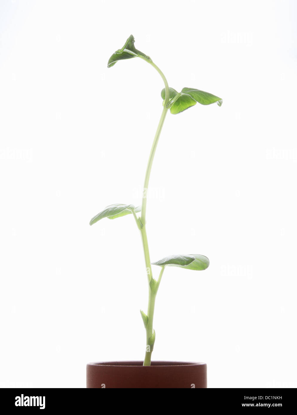 Broad bean plant hi-res stock photography and images - Alamy