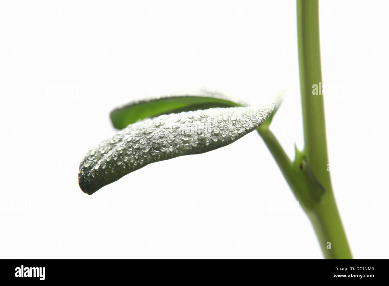 Close up detail of broad bean leaf and water droplets Stock Photo