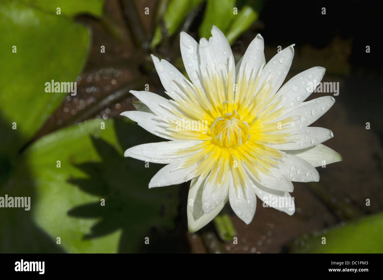 Orange flowers and buds , Pune, Maharashtra, India Stock Photo Alamy