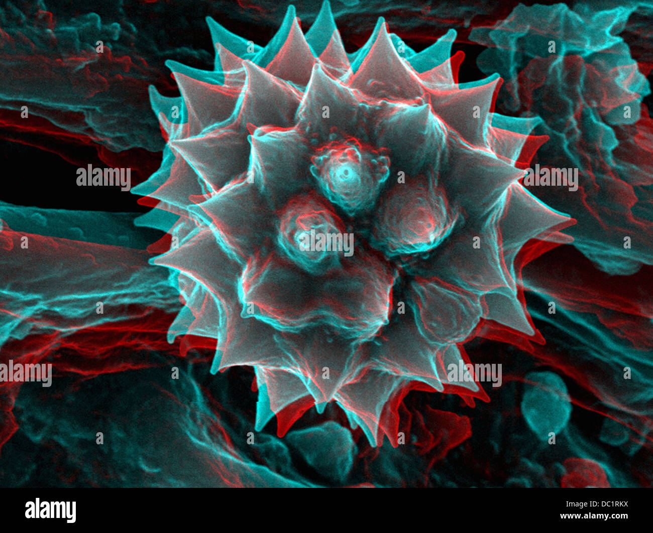 3D SEM image of chamomile pollen, 8 degree tilt Stock Photo