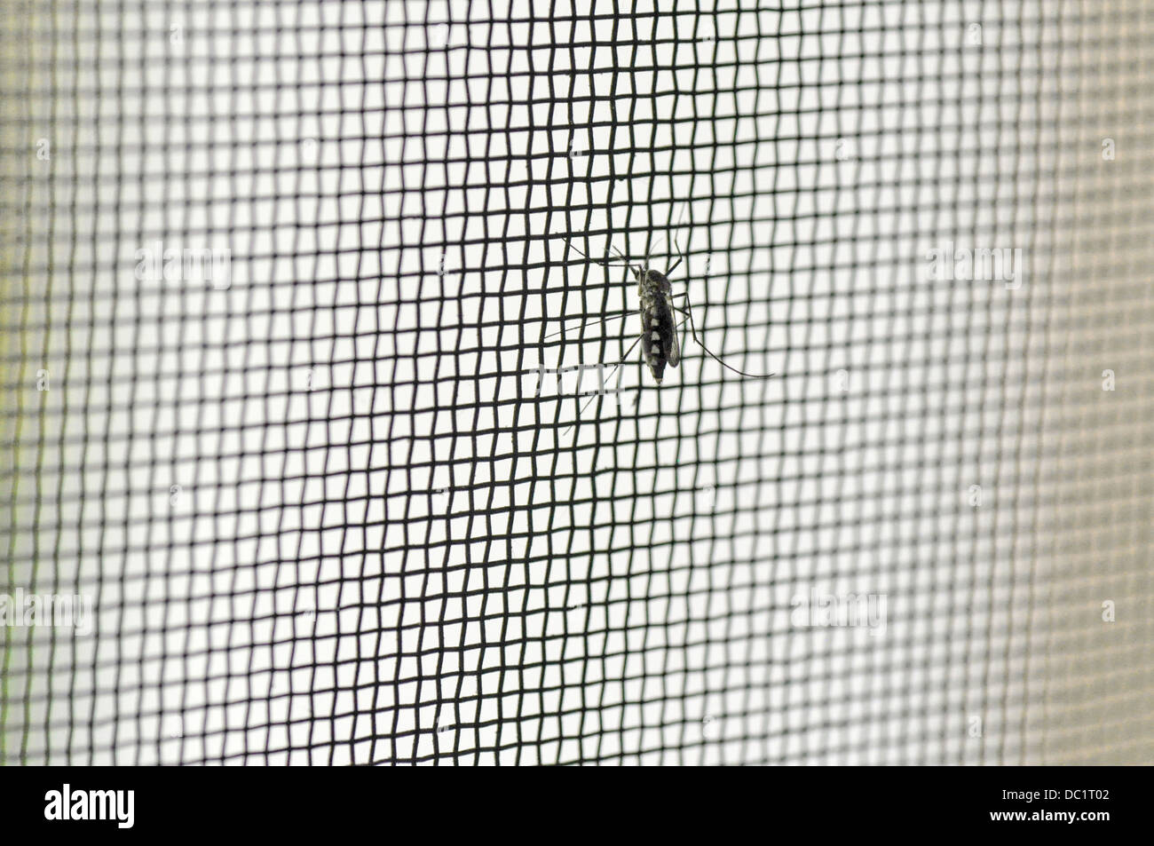 Mosquito on net Stock Photo