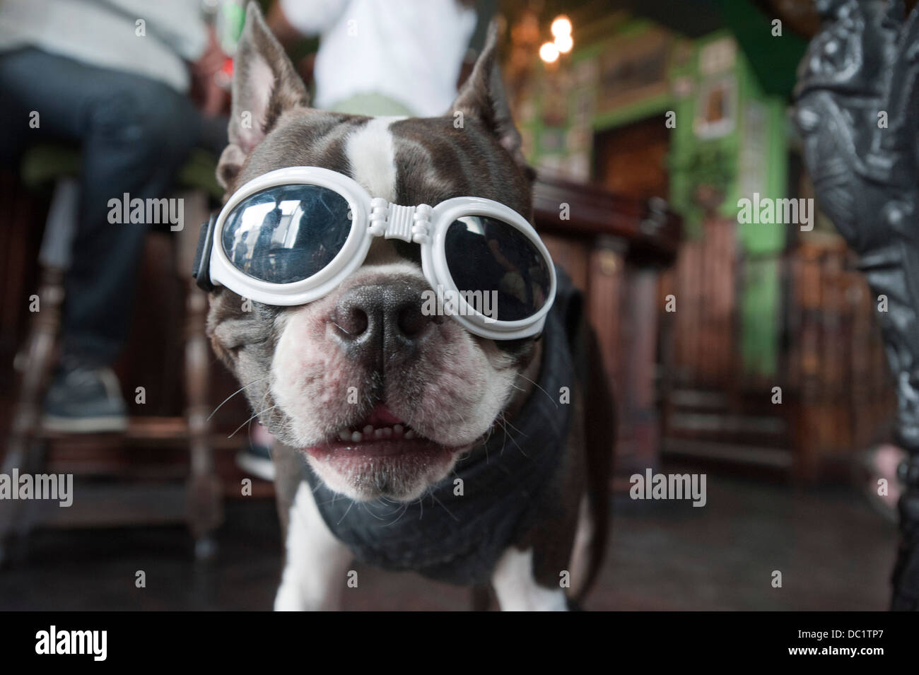 Boston terrier wearing sunglasses. Stock Photo