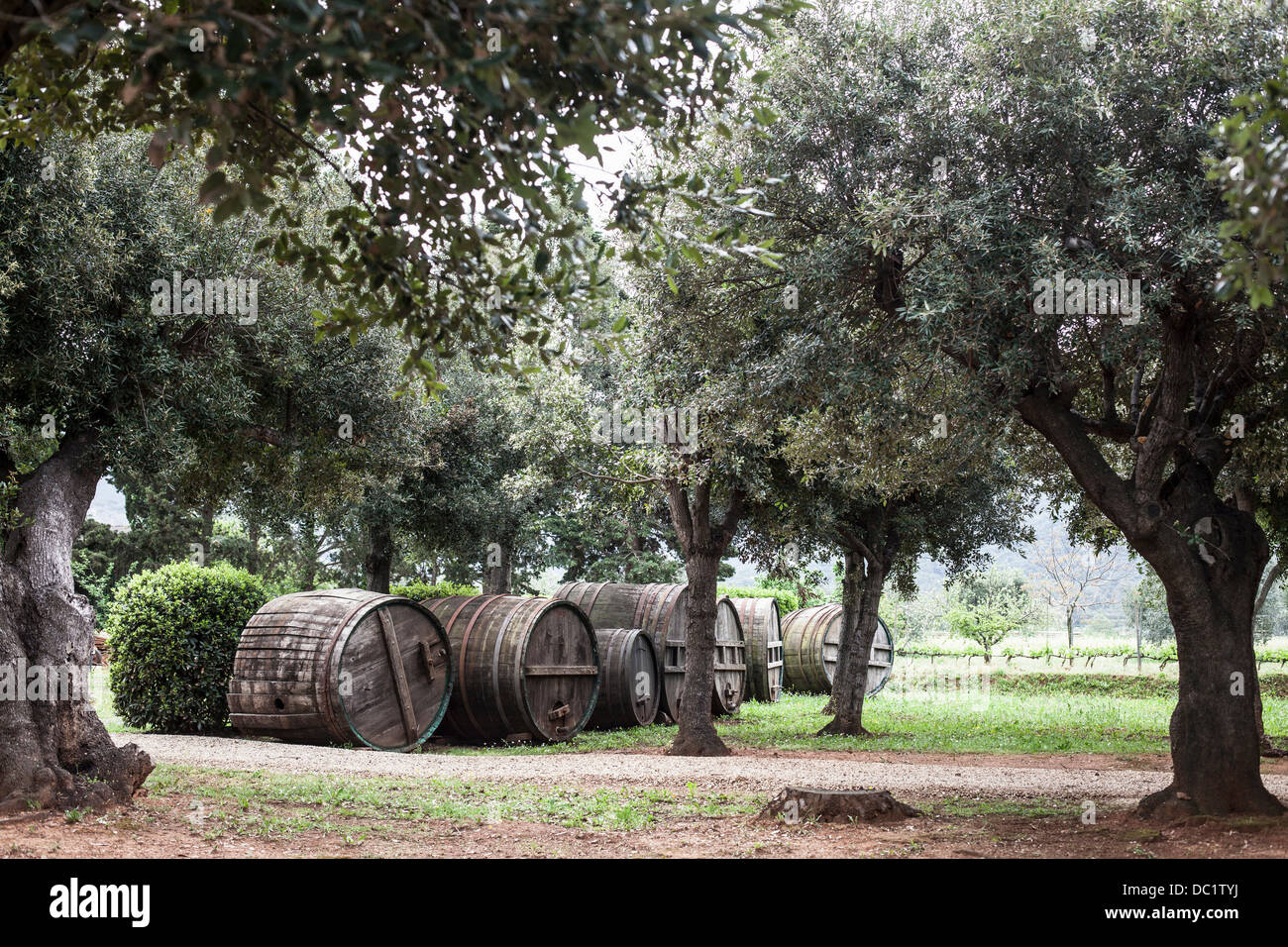 Olive grove near Marciana, Elba Island, Italy Stock Photo