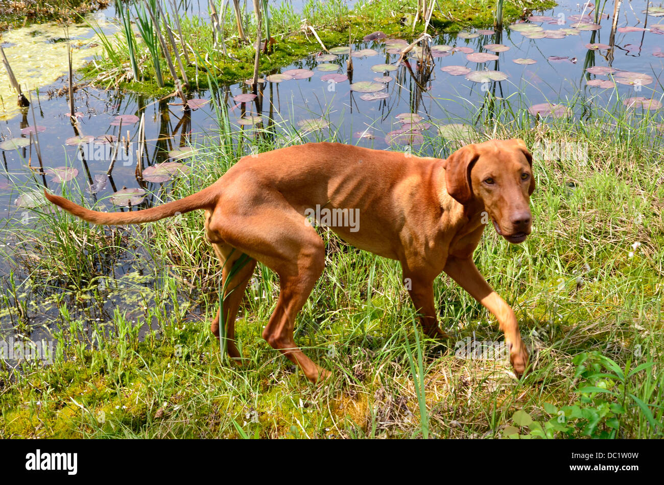 Hungarian Vizsla Dog Magyar Vizsla, Vizsla Gundog shorthaired Stock Photo