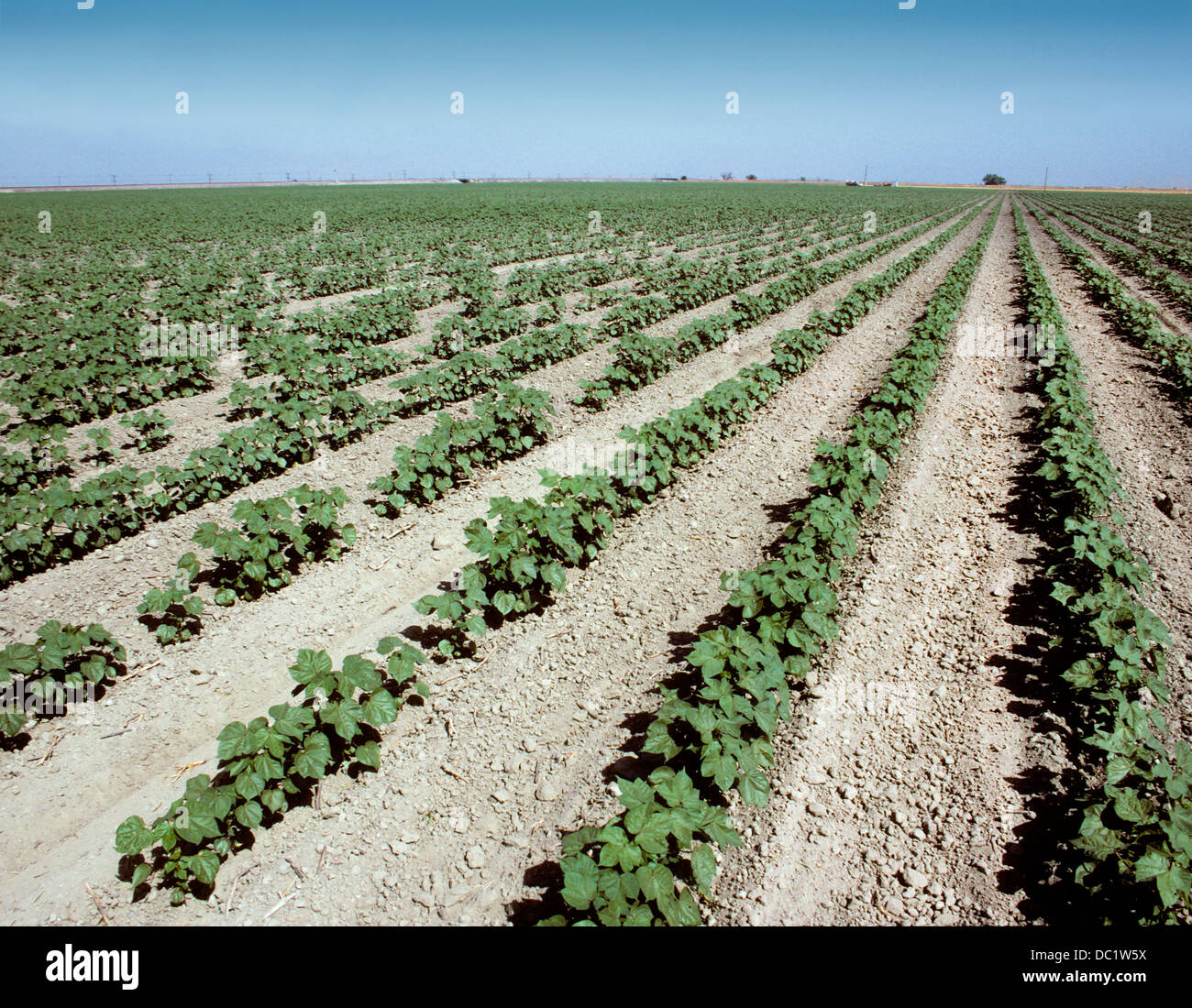 Rows of young cotton plants in the San Joaquin Valley in California
