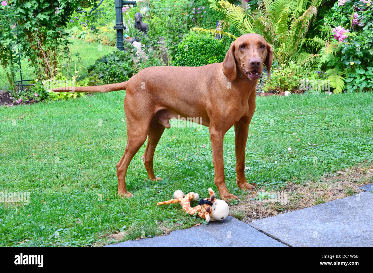 Hungarian Vizsla Dog Magyar Vizsla, Vizsla Gundog shorthaired Stock Photo