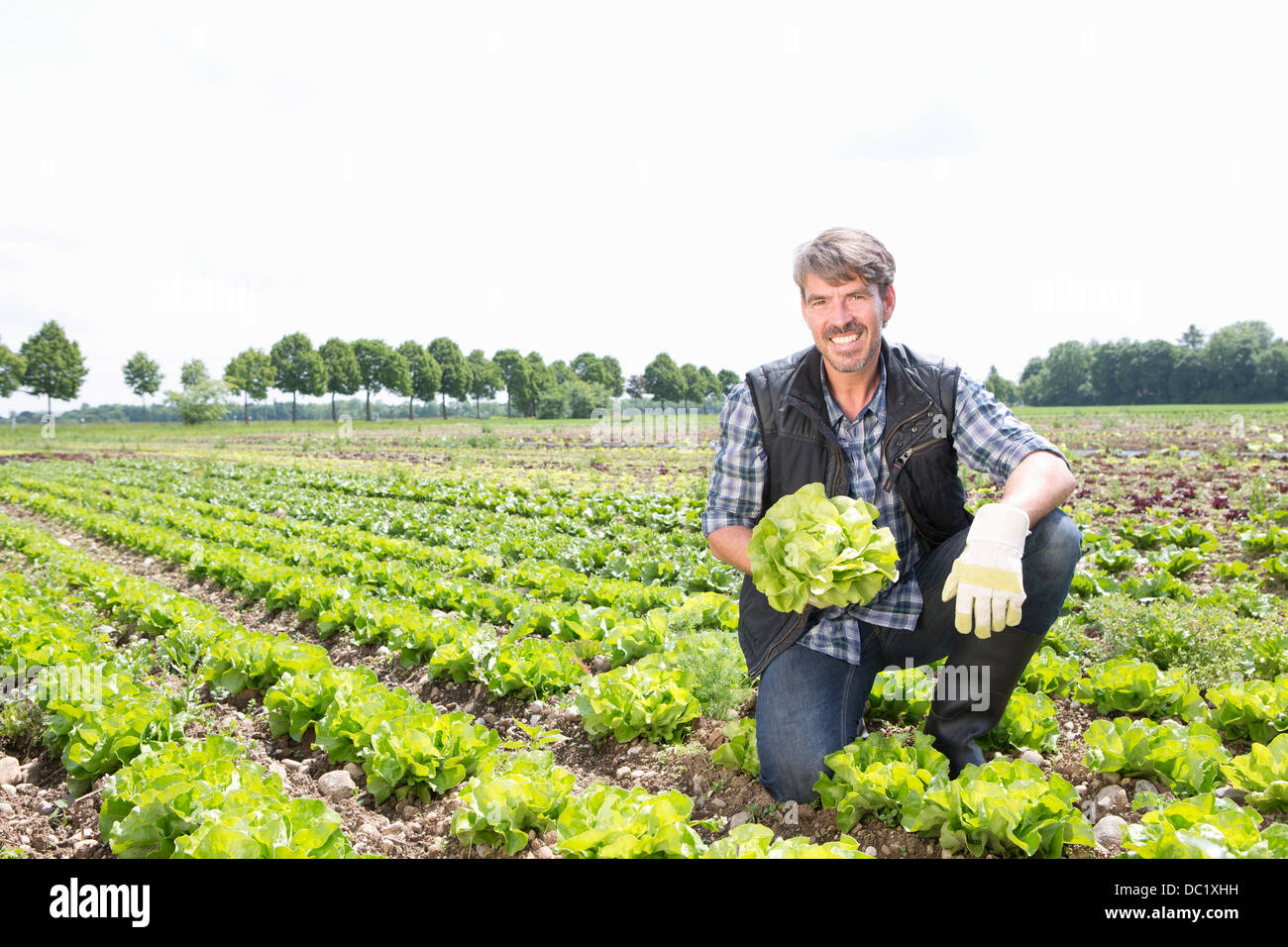 Portrait of organic farmer harvesting lettuce Stock Photo