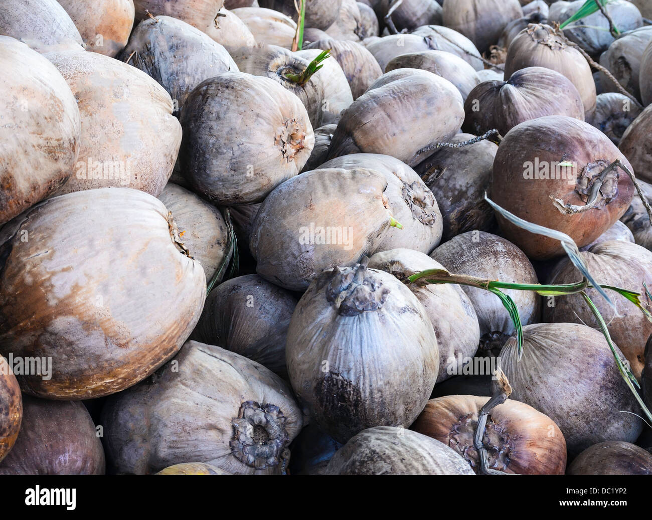 coconut fruit nature food healthy natural fresh organic tropical nutrition raw exotic palm tree plant health garden freshness di Stock Photo