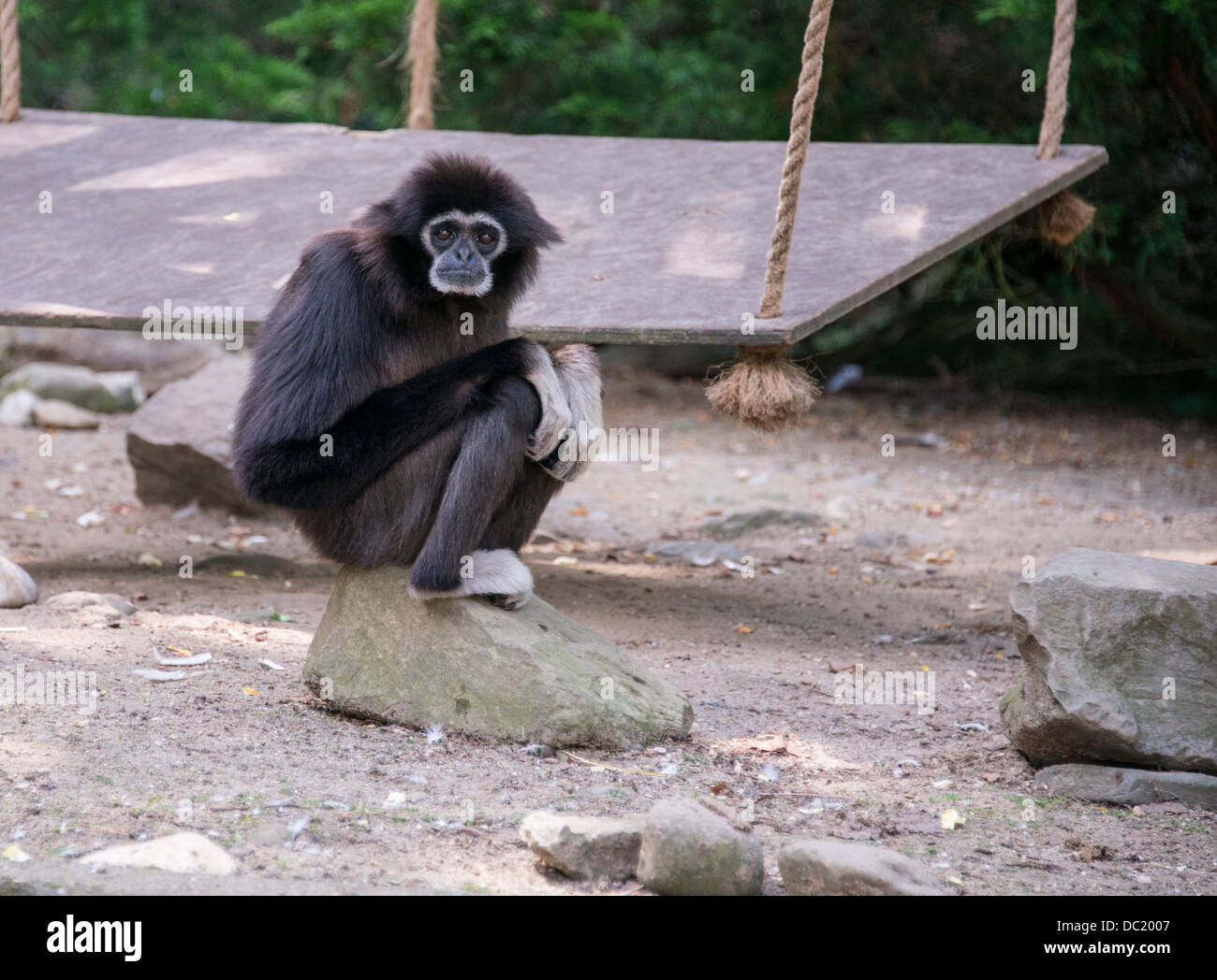 gibbon monkey sitting on a rock Stock Photo 59050887 Alamy