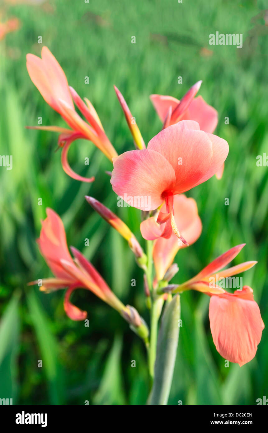 beautiful beauty bloom blooming blossom bright canna flower nature outdoors pattern plant summer texture Stock Photo
