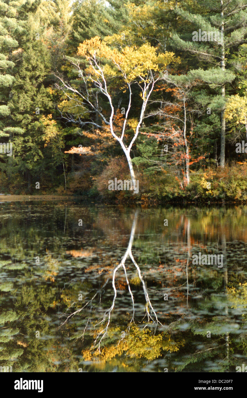 Birch tree by pond in autumn hi-res stock photography and images - Alamy