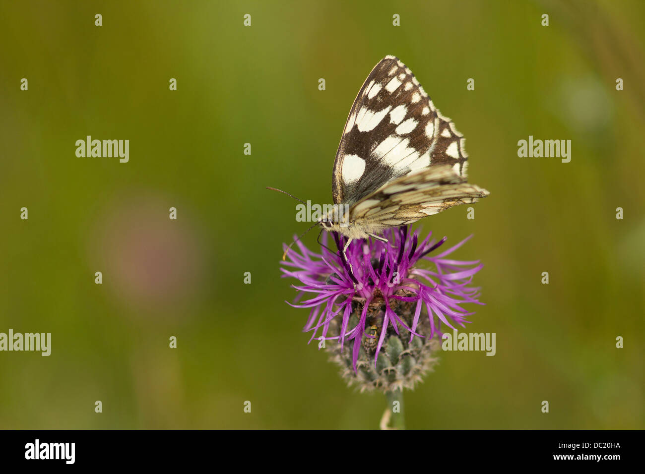 Marbled White Butterfly, Melanargia galathea Barnack Cambridgeshire UK Stock Photo
