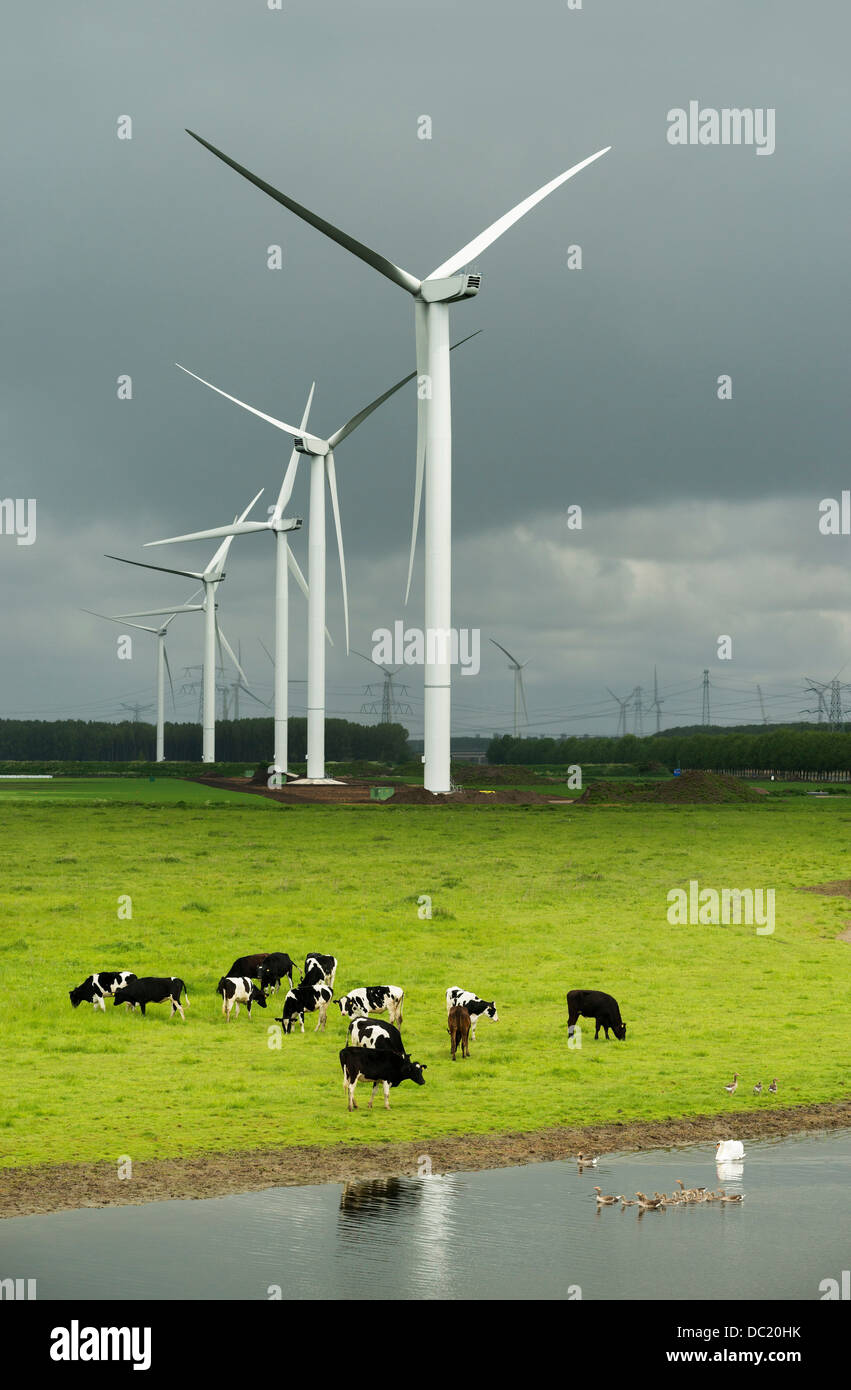 Cattle grazing in field near wind turbines Stock Photo