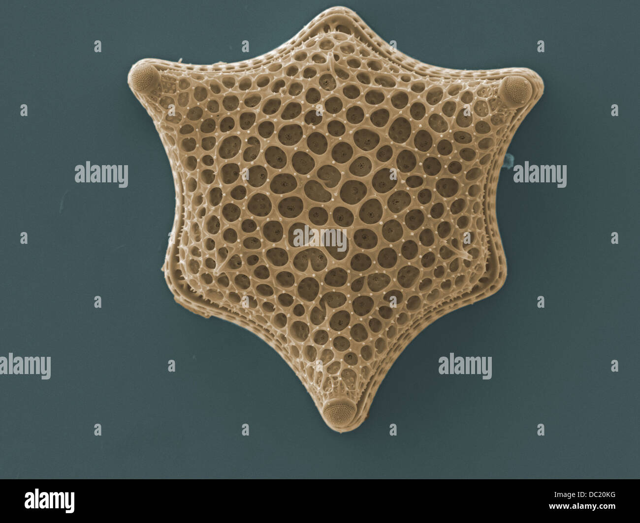 Micrograph of diatom Stock Photo