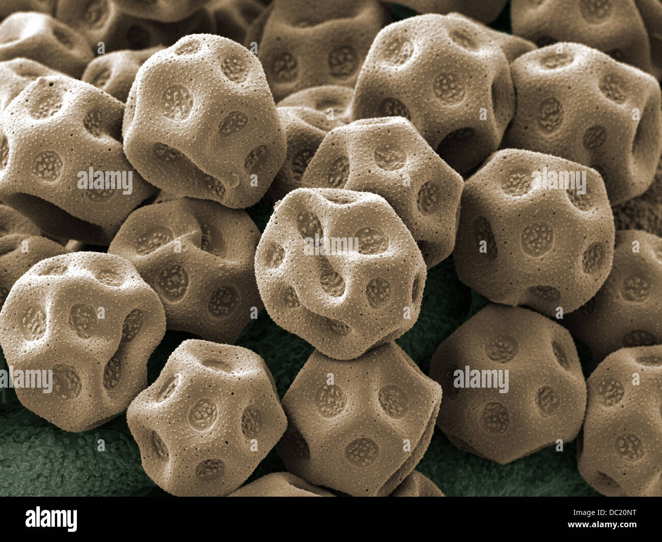 White flower pollen x1000 magnification Stock Photo
