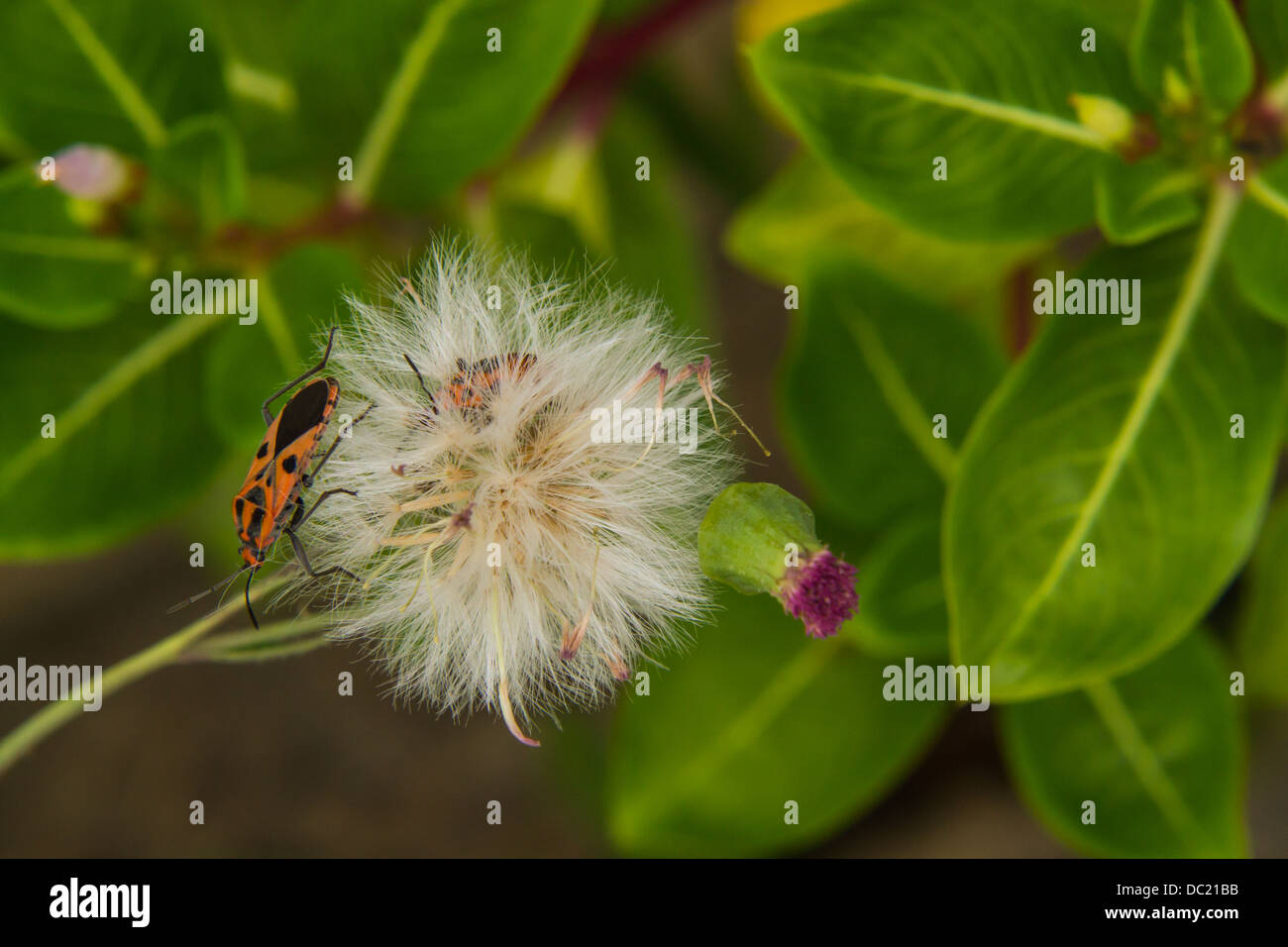 Insect macro on Dry flower Stock Photo