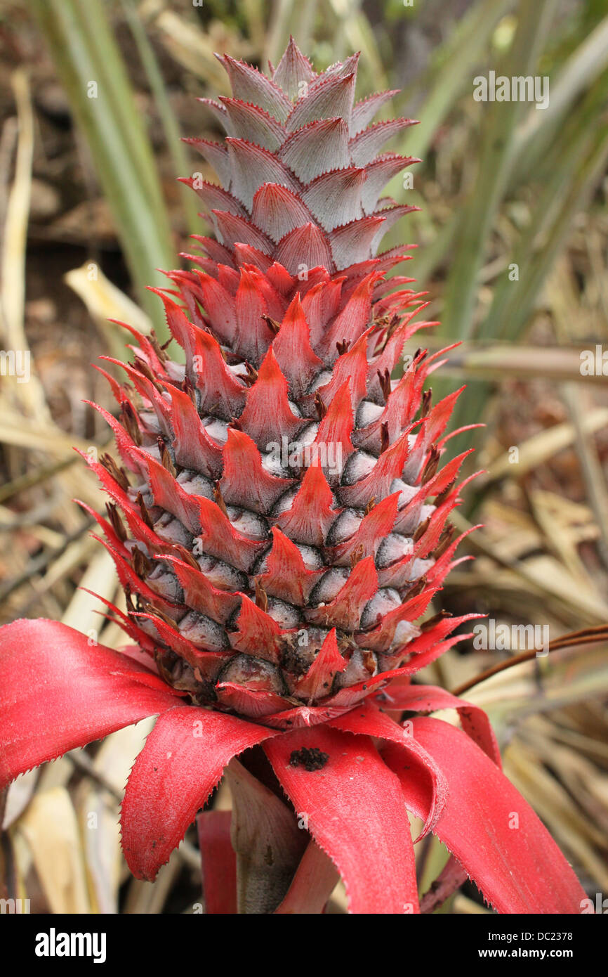 Red pineapple,  Ananas bracteatus Stock Photo