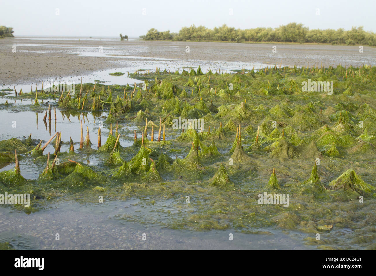 Algae formation, Marine national park, Jamnagar, Gujarat Stock Photo