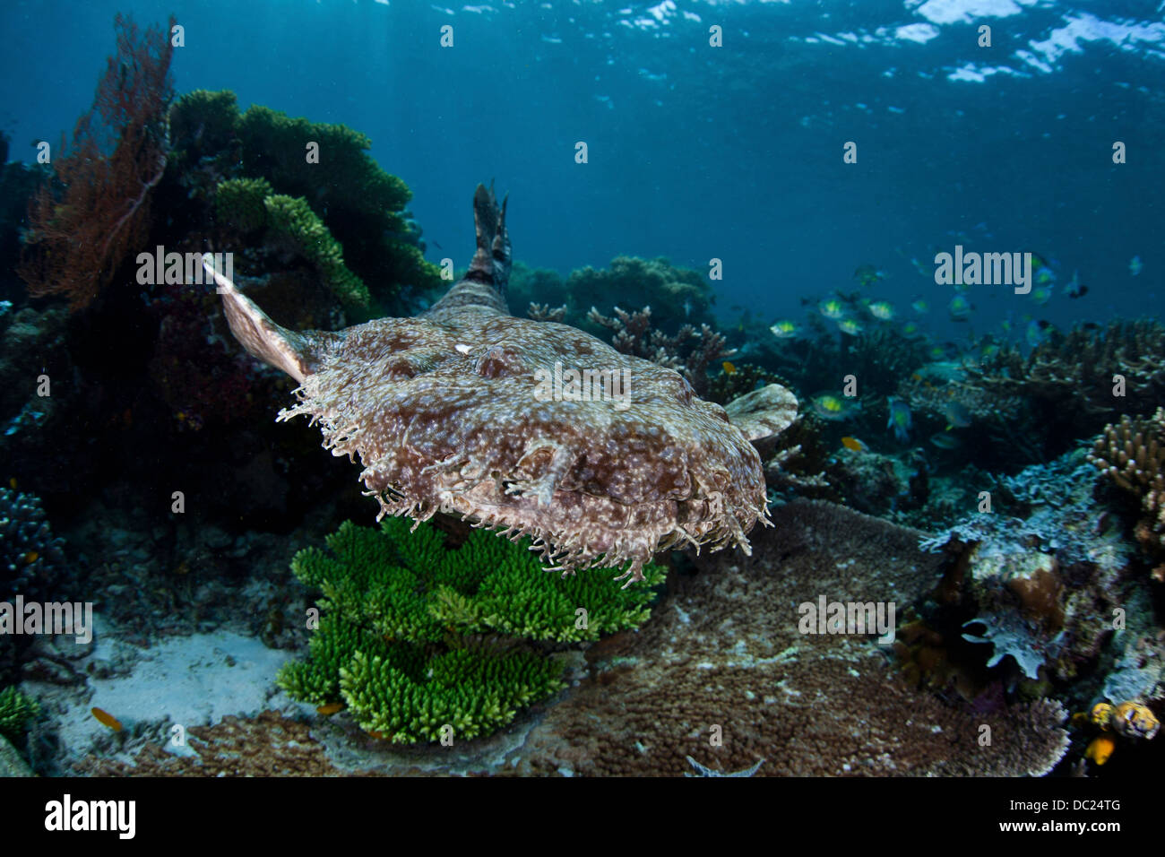 Tasselled Wobbegong over Reef, Eucrossorhinus dasypogon, Raja Ampat, West Papua, Indonesia Stock Photo