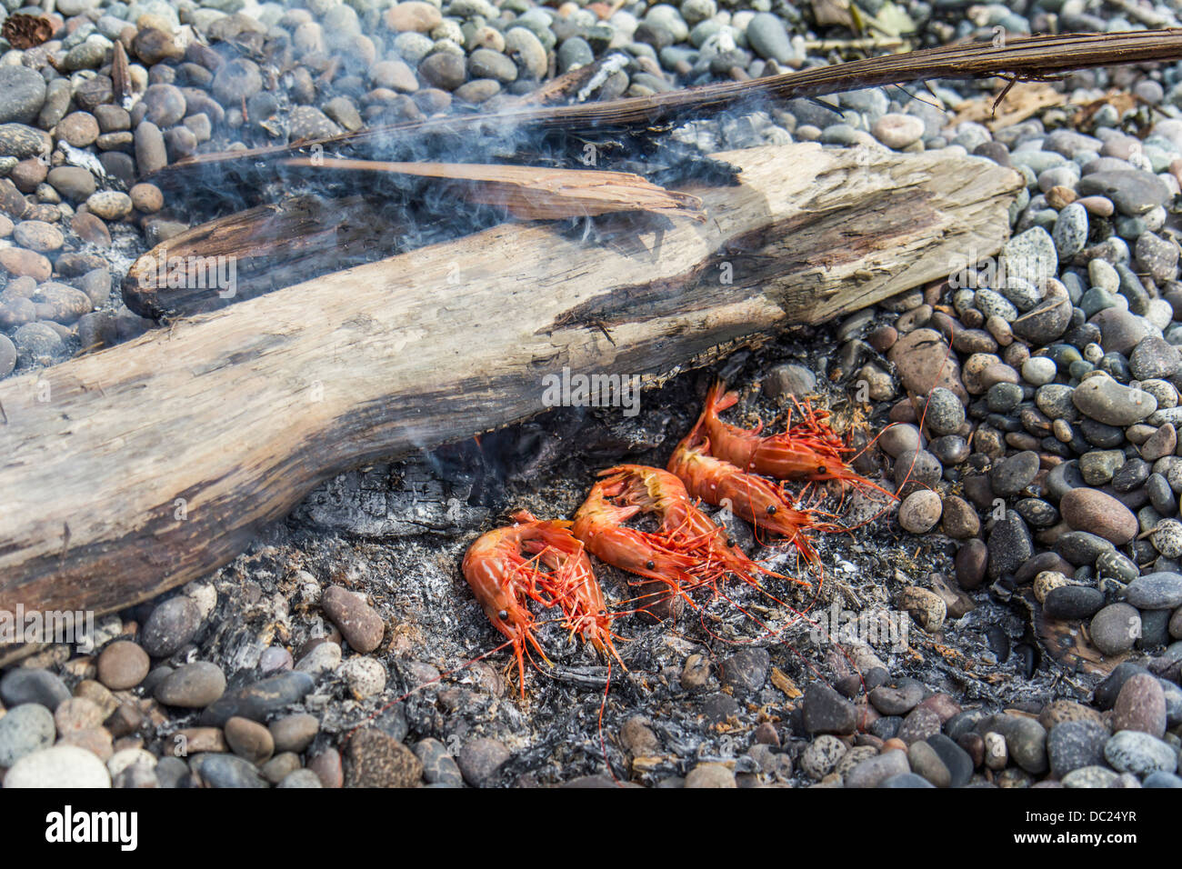 Fresh caught local spot prawns cooking over the embers of a campfire on Nelson Island, British Colombia, Canada. Stock Photo