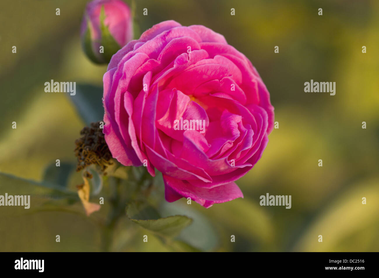 Japanese rose plant Stock Photo Alamy