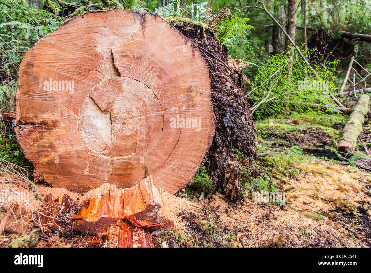 Old growth fir tree several hundred years old uncovered in the forest and cut open. Stock Photo
