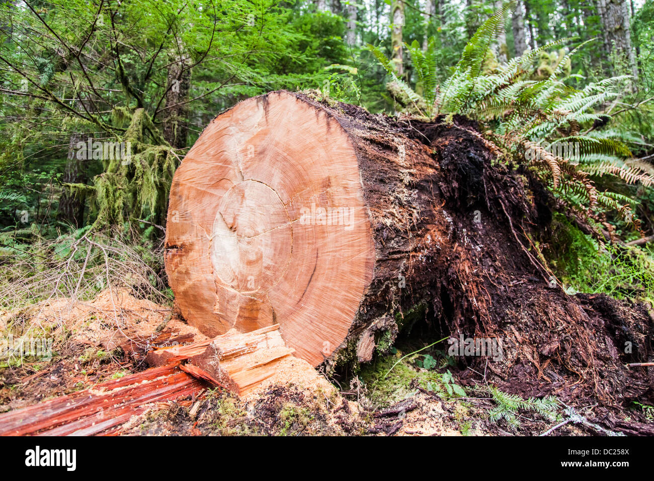 Old growth fir tree several hundred years old uncovered in the forest and cut open. Stock Photo