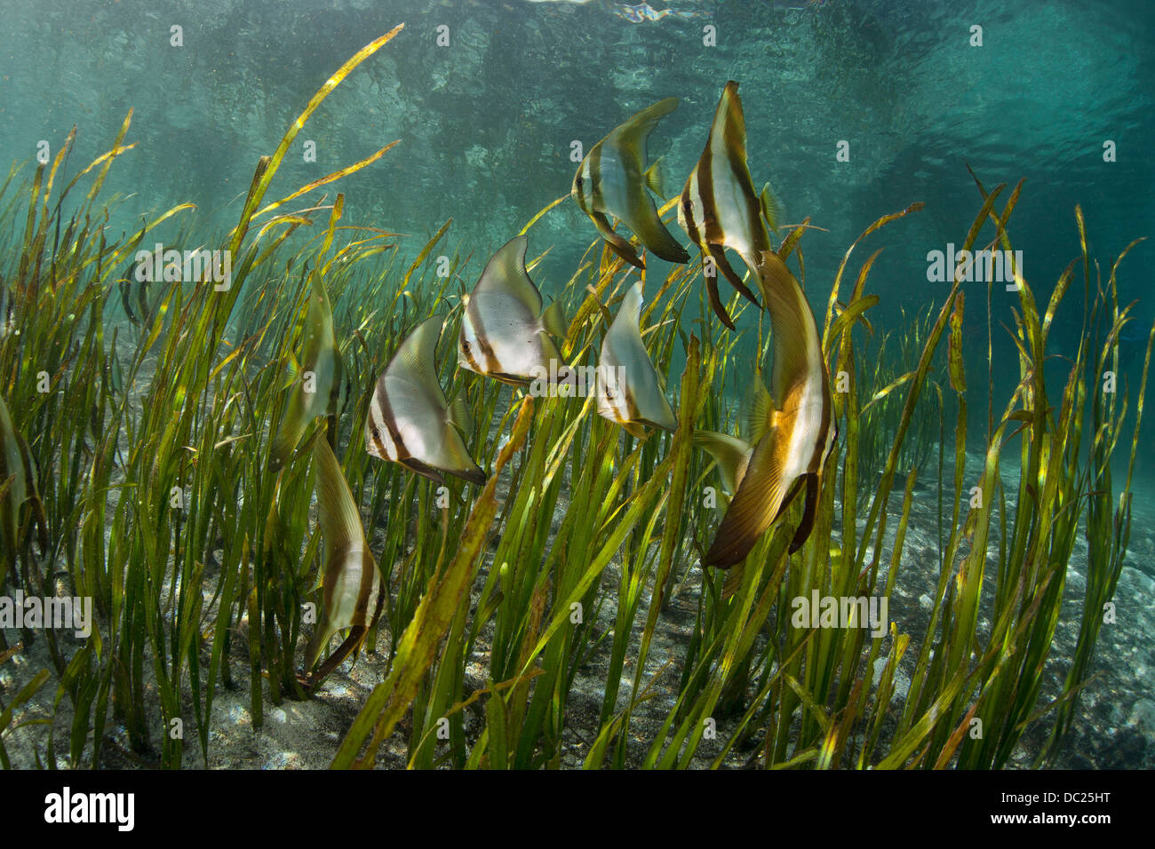 Juvenile Longfin Batfish, Platax teira, Florida Islands, Solomon Islands Stock Photo