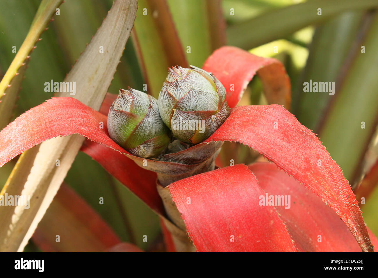 Red pineapple,  Ananas bracteatus Stock Photo