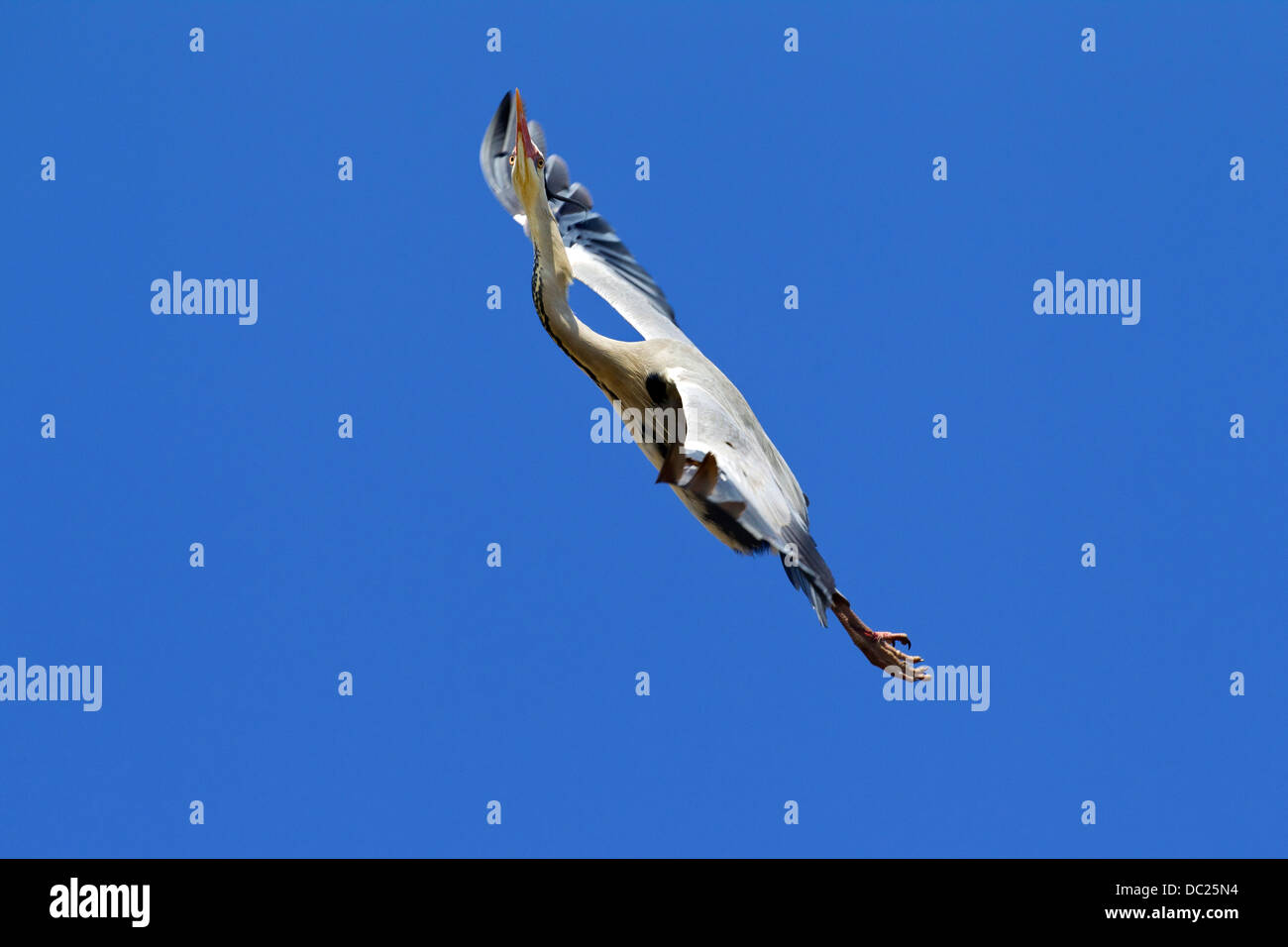 Grey heron / Gray heron (Ardea cinerea) in flight soaring on rising air due to thermal against blue sky Stock Photo