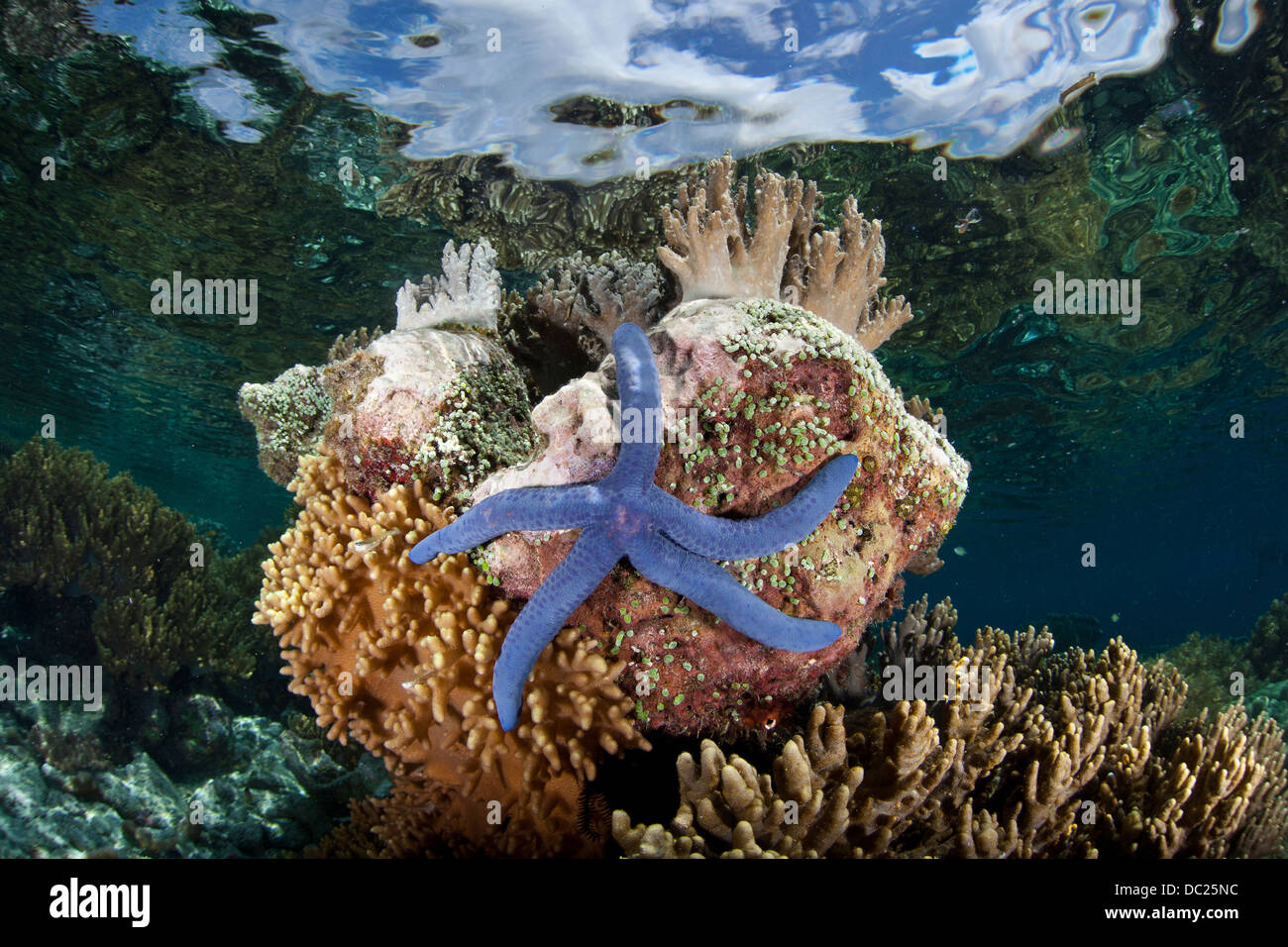 Blue Starfish on Coral Block, Linckia laevigata, Raja Ampat, West Papua, Indonesia Stock Photo