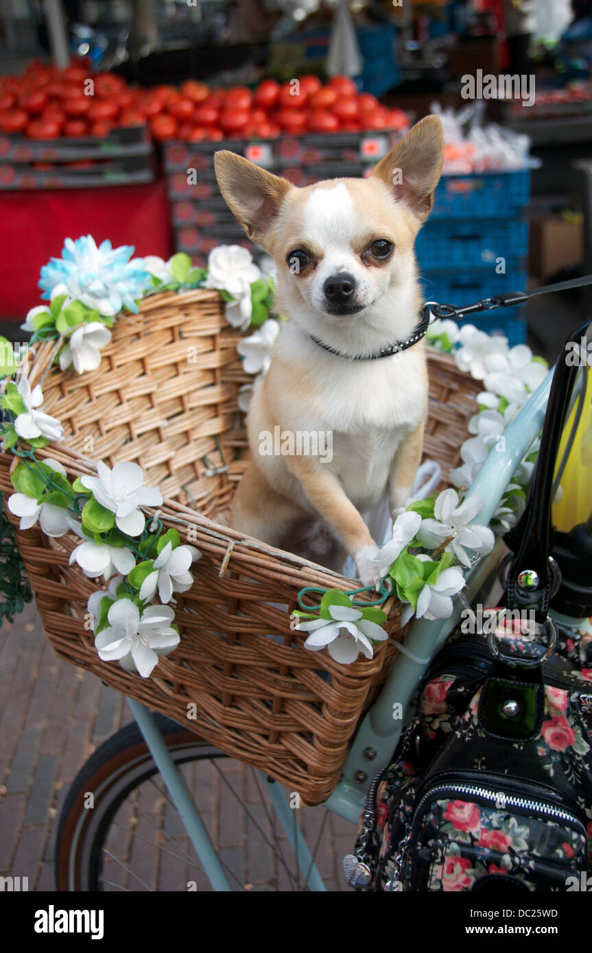 Dog in cycle basket Deventer Holland Stock Photo Alamy