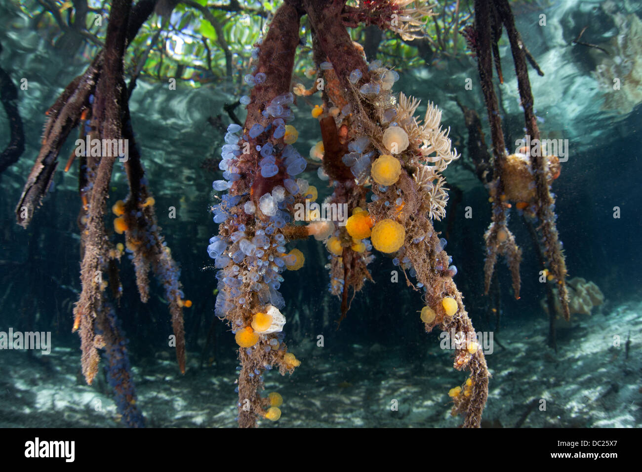 Tunicates covering Mangroves Roots, Rhopalaea sp., Raja Ampat, West Papua, Indonesia Stock Photo
